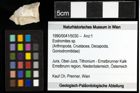 Foto (Objekt + Etiketten) von Eodromites sp. 